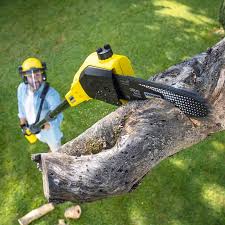 Best Tree Maintenance Programs  in Sour Lake, TX