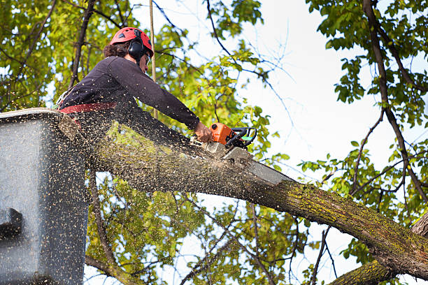 Best Seasonal Cleanup (Spring/Fall)  in Sour Lake, TX